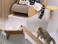 -COLOR PETS 撸猫馆·购猫·猫咖(长风大悦城店)