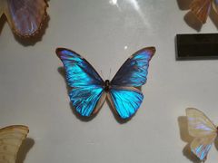 -上海昆虫博物馆