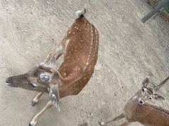 -合肥滨湖国家森林公园