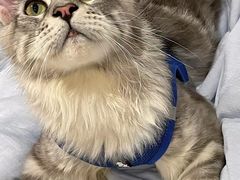 -老吴的猫·猫舍(新区店)