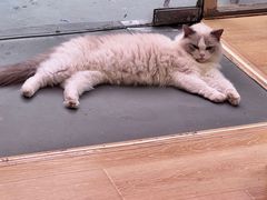 -猫咪派对(江南西店)