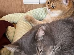 -MOCHA明星猫咖(田子坊店)