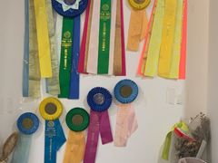 -Husky Go! 哈士奇体验馆·宠物咖啡厅狗咖