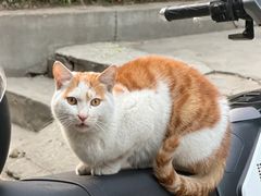 -万寿八仙宫
