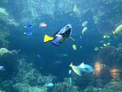 android_upload_pic-西雅图水族馆