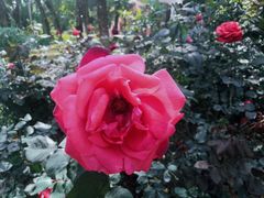 -人民公园(罗湖区)