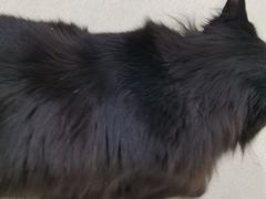 -藏猫猫咖啡主题馆(中央大道店)