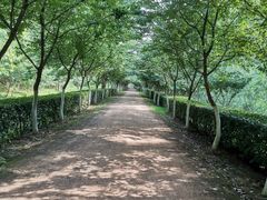 -合肥滨湖国家森林公园