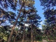 -北京西山国家森林公园