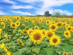 -映月湖中央公园