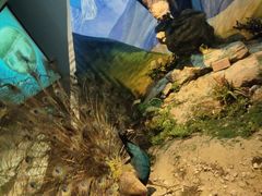 -陕西自然博物馆