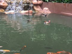 -吉隆坡雀鸟公园