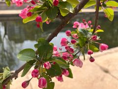-海棠花溪(元大都城垣遗址公园)
