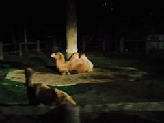-清迈夜间动物园