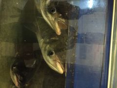 永安鱼庄(东吴路店)-永安鱼庄·镇江菜(东吴路店)