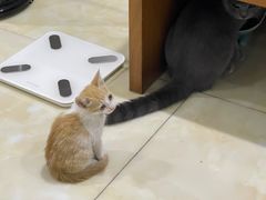 -宠颐生猫科·内科皮肤科(西平世纪城店)