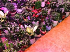 -大自然花鸟鱼虫市场