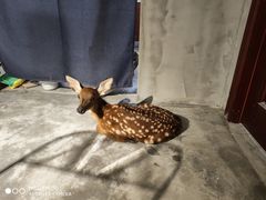 -浣熊柯尔鸭土拨鼠·电玩咖