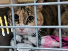 -瑞鹏宠物医院·骨科·猫科·内科(第一中心)