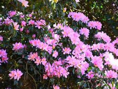 -梧桐山风景名胜区