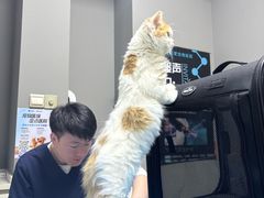 -关爱宠物医院·猫科中心·消化科(滨湖万达分院)