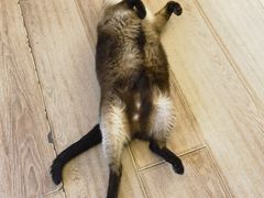 -有猫主题·治愈系猫咖(曾厝垵店)