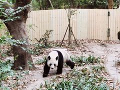 -成都大熊猫繁育研究基地