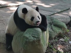 -都江堰中华大熊猫苑