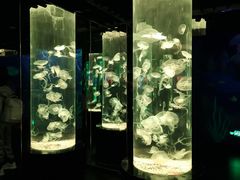 -西安曲江海洋极地公园
