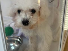 -翊宠yipet猫狗购宠庄园犬舍•猫舍