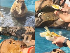 -海合安成都极地海洋公园