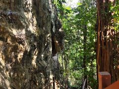 -中国科学院西双版纳热带植物园