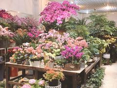 -双季花艺园艺市场(浦东店)