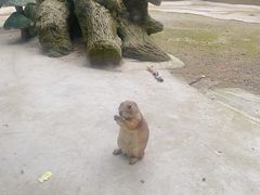 -合肥野生动物园