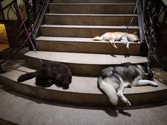 -more than meow吴止猫主题餐厅(承德 中船汇店)