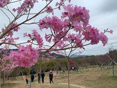 -天适樱花悠乐园