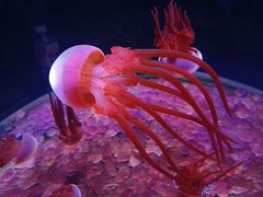 -欢乐海岸海洋奇梦馆