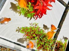 -三越百货(三越银座店)