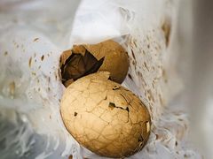 -金盆阿嬷香菇茶叶蛋(玄光店)