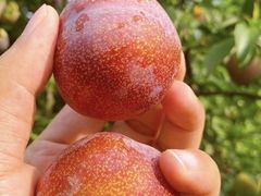 -水果e家(南城店)