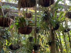 -中国科学院西双版纳热带植物园