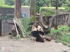-都江堰中华大熊猫苑