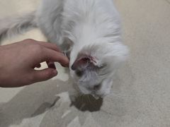 -藏猫猫咖啡主题馆(中央大道店)