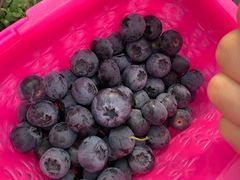 -森田蓝莓采摘园
