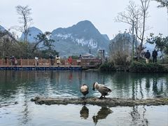 -靖西鹅泉风景区
