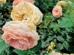 -人民公园(罗湖区)