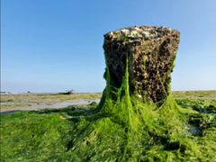 -北海金海湾红树林生态旅游区