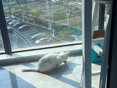 -萌兽医馆·宠物医院·猫骨科(创景店)