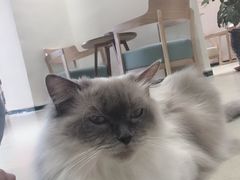 -藏猫猫咖啡主题馆(中央大道店)