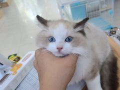 -翊宠yipet猫狗购宠庄园犬舍•猫舍